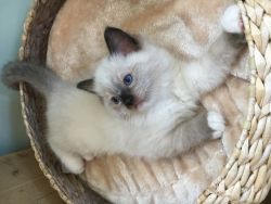 Simply Stunning Gccf Registered Ragdoll Kittens