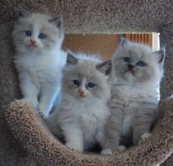 GHJT Ragdoll Kittens