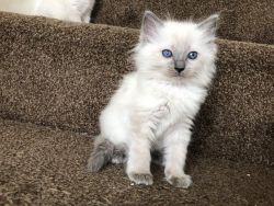 blue eyes Ragdoll kittens available now