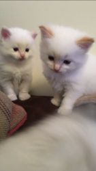 Beautiful Ragdoll kittens * Rare Flame points*