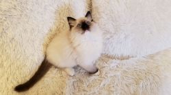 Lovely Ragdolls Kittens-tica Registered-