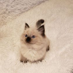 5 Beautiful Ragdoll Kittens