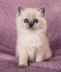 Amazing Cute Male and Female Ragdoll Kitten