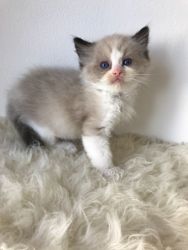 Beautiful Bi Colour Male and Female Ragdoll Kittens Available