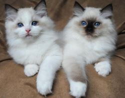 Home raised Male and Female Ragdoll Kittens ready for sale
