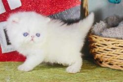 Purebred Rag Doll Kittens Ready..SEND YOUR NUMBER