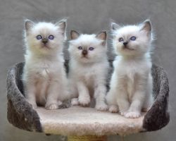 Affectionate Ragdoll Kittens ready for sale