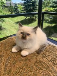 100% Pure Seal Mitted Traditional Male Ragdoll Kitten-TICA registered