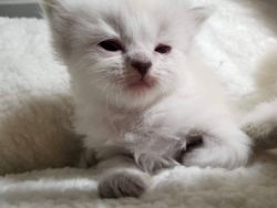 Male and Female Ragdoll Kittens for sale