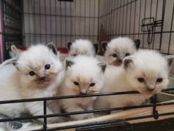 Registered Pedigree Ragdoll Kittens