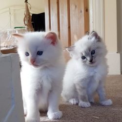 Ragdolls kittens ready for rehoming