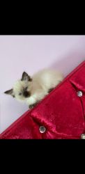 Stunning Ragdoll Kittens Ready To Leave