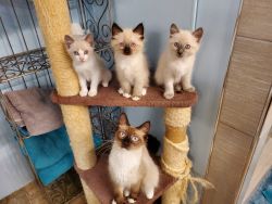 Ragdoll/Bobtail kittens & Adult cats