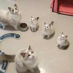 Available Ragdoll kittens