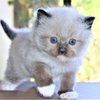 Cute Ragdoll kittens for sale