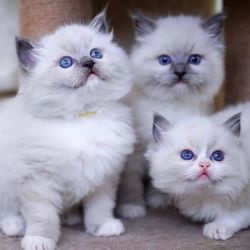 Available Ragdoll kittens