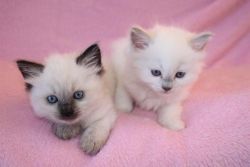 Amazing Ragdoll cats for rehoming