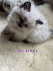 Persian Ragdoll kittens