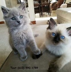Grey Ragdoll Kittens