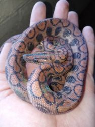 Brazilian Rainbow Boa with large and small enclosure, many accesories