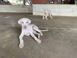 Rajapalayam male puppy for sale in Coimbatore