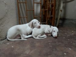 Rajapalayam Puppies for sale