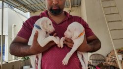 Rajapalyam Puppies Bangalore