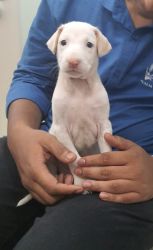 Rajapalayam puppies for sale