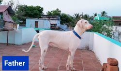 Rajapalayam male puppy 80 days old