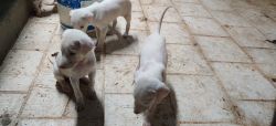 We have a good rajapalayam male and female puppies.