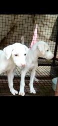 Rajapalayam puppy for sale