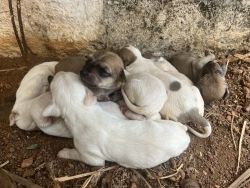 Cute rajapalayam mix puppy for free