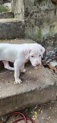 Rajapalayam Puppy for 5000