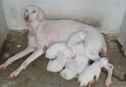 Cute rajapalaym puppies available for sale