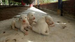 South Indian dogs