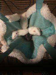 Cute rats for good home