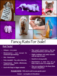 Rats / Fancy Rats / Pet Rats For Sale