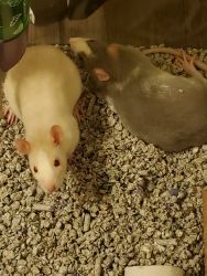 2 sweet grown rats 1years old