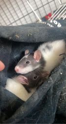 Young pet rats (males and females)
