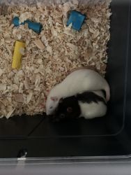 2 rats needing new home