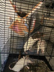 4 Adorable Rats for Sale - Daytona Beach, FL