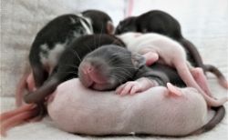 Baby Rats For Sale