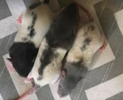 Pet Rats (Super friendly babies!)
