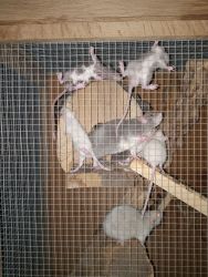 Pet rats looking for their new furever homes