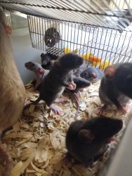 Baby Pet Rats