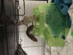 3 female pet rats to good home