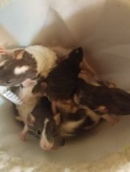 Baby rats of different kinds for sale