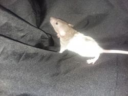 Fancy Rats For Sale - babies and young adults