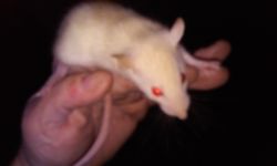 Siamese Rat Babies -6