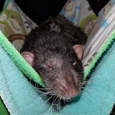 Amazing Rats Need New Home ASAP!!